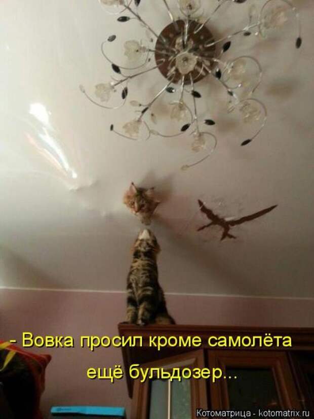 Лучшие котоматрицы недели (50 фото)