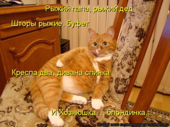 Котоматрицы (картинки с надписями)