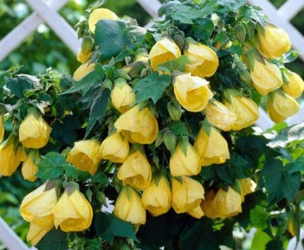 abutilon11