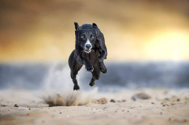 Песчаный взрыв бег, собаки, фото