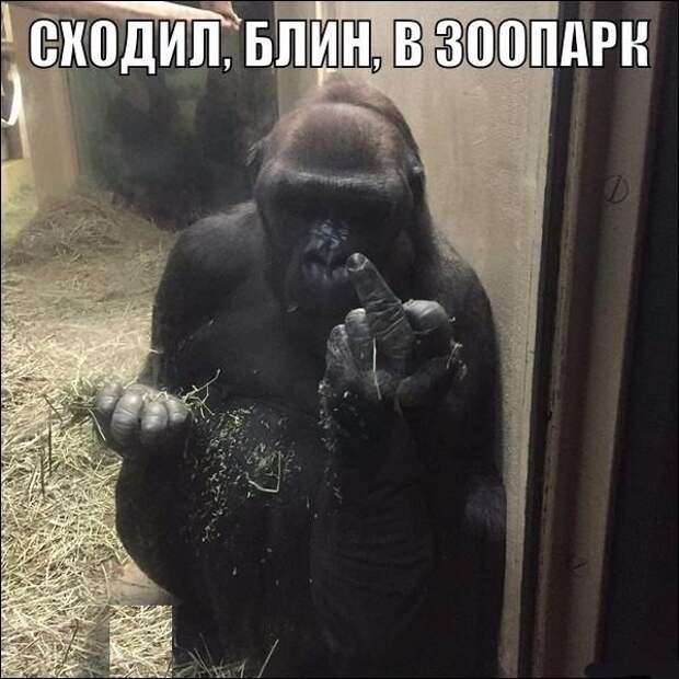 Смешные картинки с надписями прикол, юмор