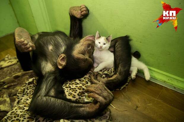 Любимое занятие шимпанзе - играть весь день с котенком. Фото: Юлия ПЫХАЛОВА