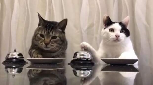 Коты научились пользоваться звоночками. Кадр из видео