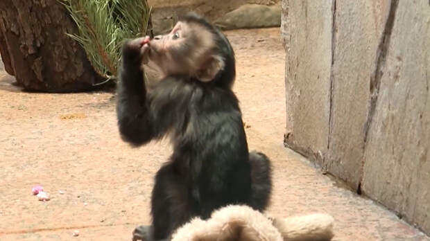 Зита или Гита: брошенному детенышу макаки в Ленинградском зоопарке выбирают имя