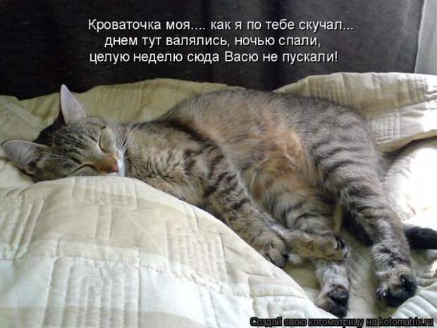 Лучшие котоматрицы недели (51 фото)