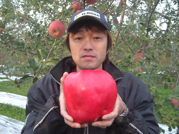 Яблоко весом 2 килограмма. огород, самые большие овощи, урожай