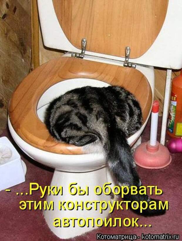 Лучшие котоматрицы недели (50 фото)