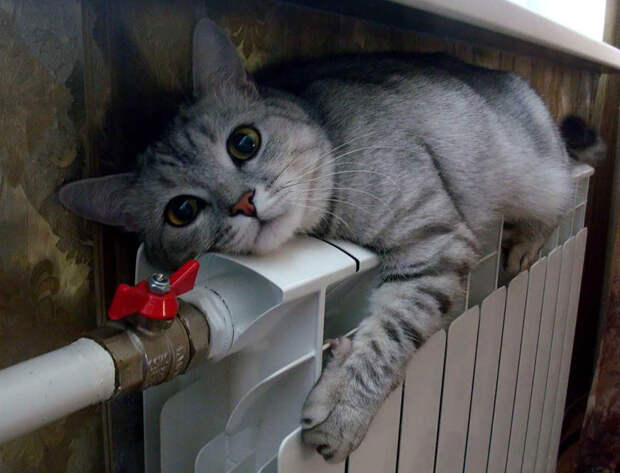 Кошки, которые любят тепло