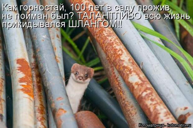 Лучшие котоматрицы недели (50 фото)