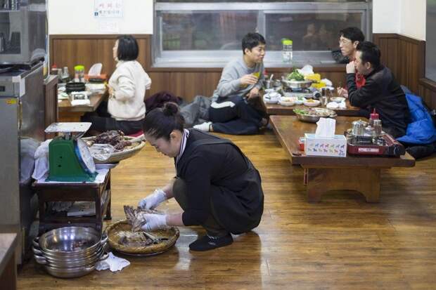 Как в Корее едят собак еда, животные, корея, факты