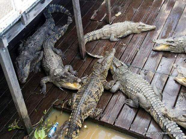 крокодиловые фермы на Тонлесап