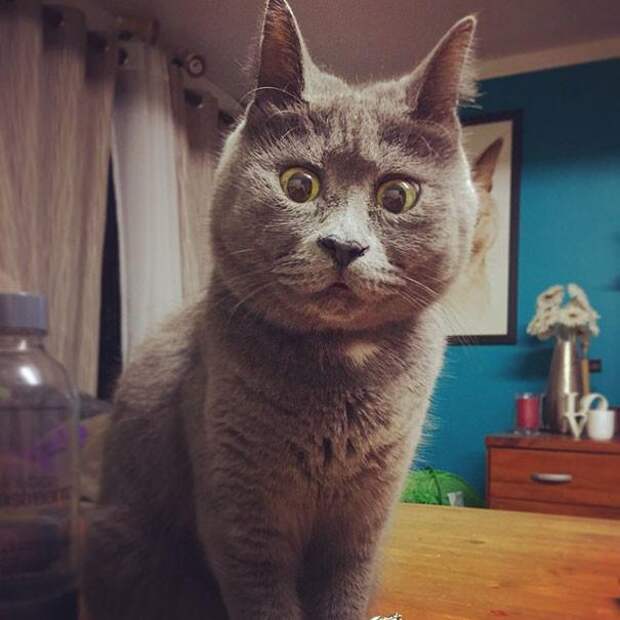Этот постоянно "удивленный" кот не должен был выжить, но сейчас ему 4 года (17 фото)