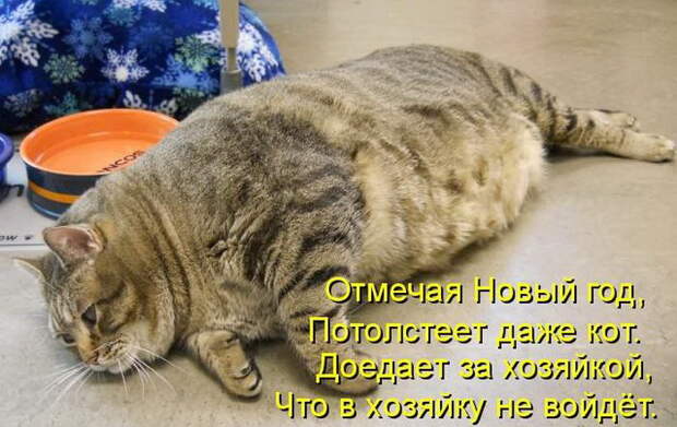 Лучшие котоматрицы недели