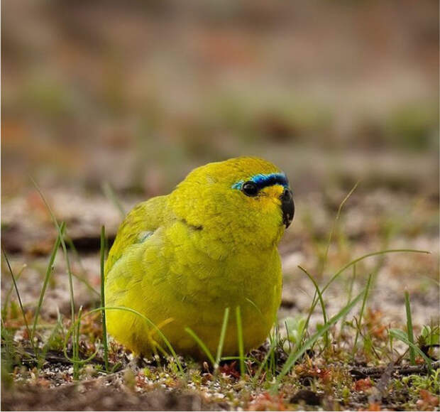 Красивые австралийские птицы на снимках Барри Бейкера