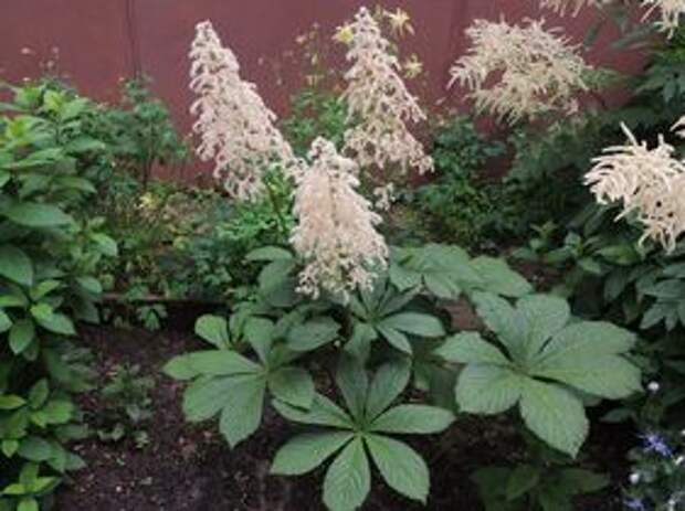 ФОТО Роджерсия конскокаштанолистная