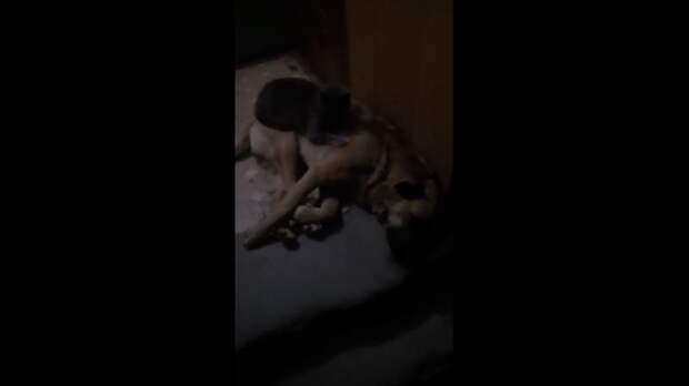 Типичный подъезд Макеевки))) https://t.me/webmoney_dn/318341Video: Клип