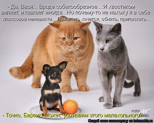 Лучшие котоматрицы недели Лучшие котоматрицы недели