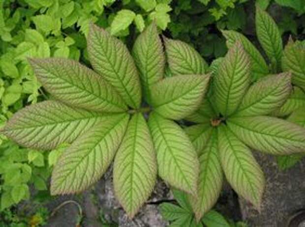 ФОТО Роджерсия перистая