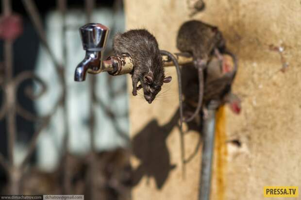 Индийский храм крыс Шри Карни Мата, Нервным смотреть не рекомендуется... (17 фото)