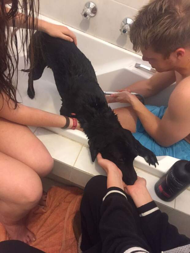 Девушка спасла собаку, которую живьем пожирали полчища клещей