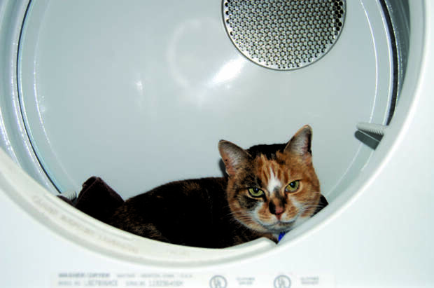 Котопост - это всегда радость Котопост - это всегда радость животные, коты, кошки, неожиданно, привычки, странности, фото, юмор