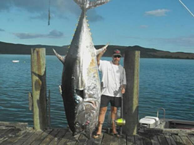 Самые большие пойманные рыбы рыба, рыбак, рыбалка, факты, фото