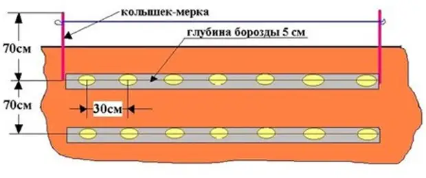 План посадки картошки