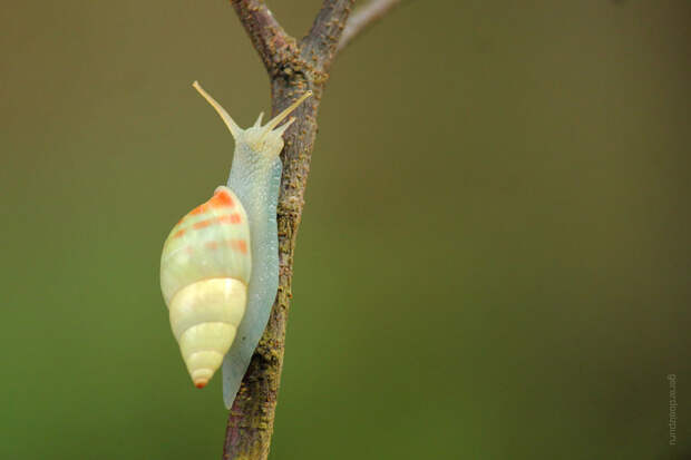 Blue Snail Blue Snail