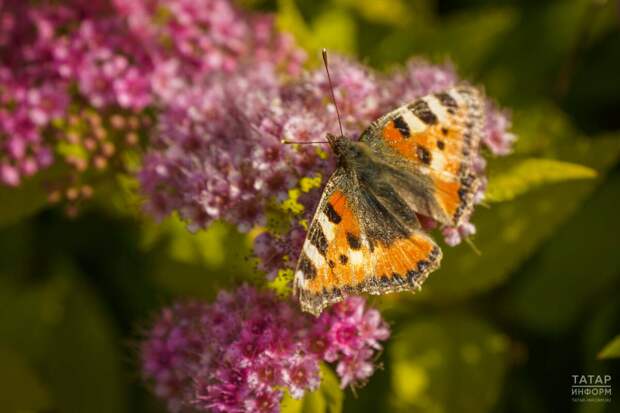 Гидрометеорология үзәге Татарстанда апрель-сентябрь айларына һава торышын фаразлады