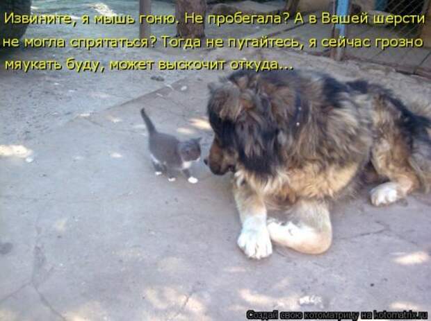 Новая отличная котоматрица (38 фото)