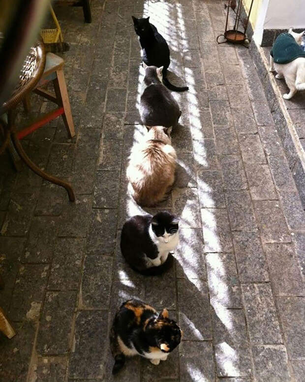 Кошки, которые любят тепло