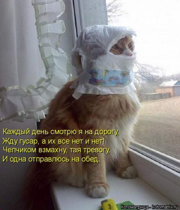 Лучшие котоматрицы недели (50 фото)