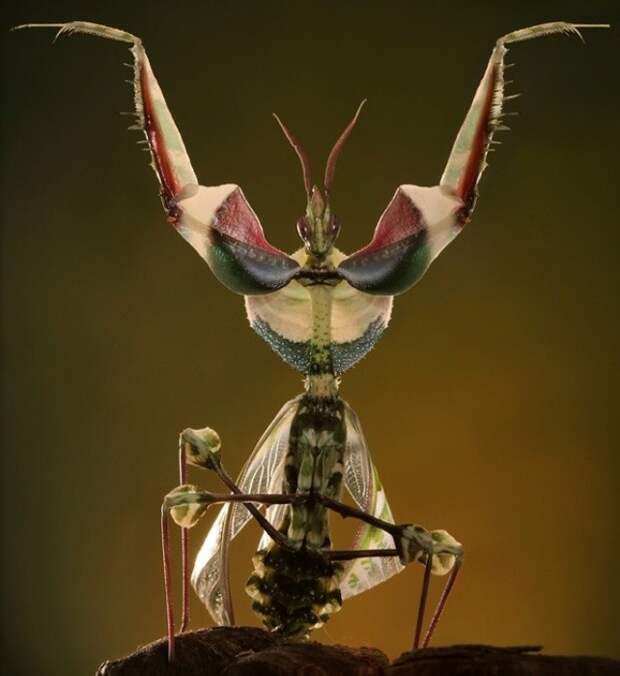 Богомол "Цветок дьявола" насекомые, странные, ужасные, уродливые
