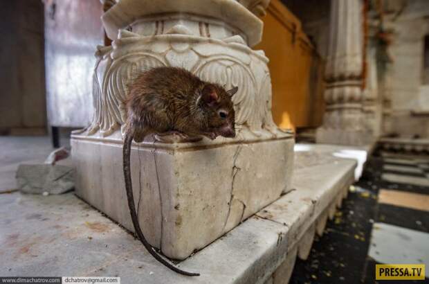 Индийский храм крыс Шри Карни Мата, Нервным смотреть не рекомендуется... (17 фото)