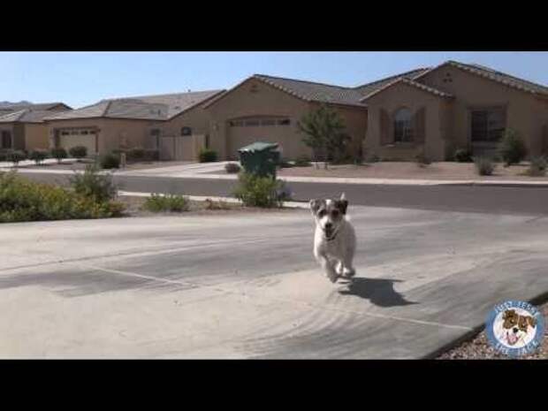 Самая умная собака в Мире попала в книгу Гиннесса