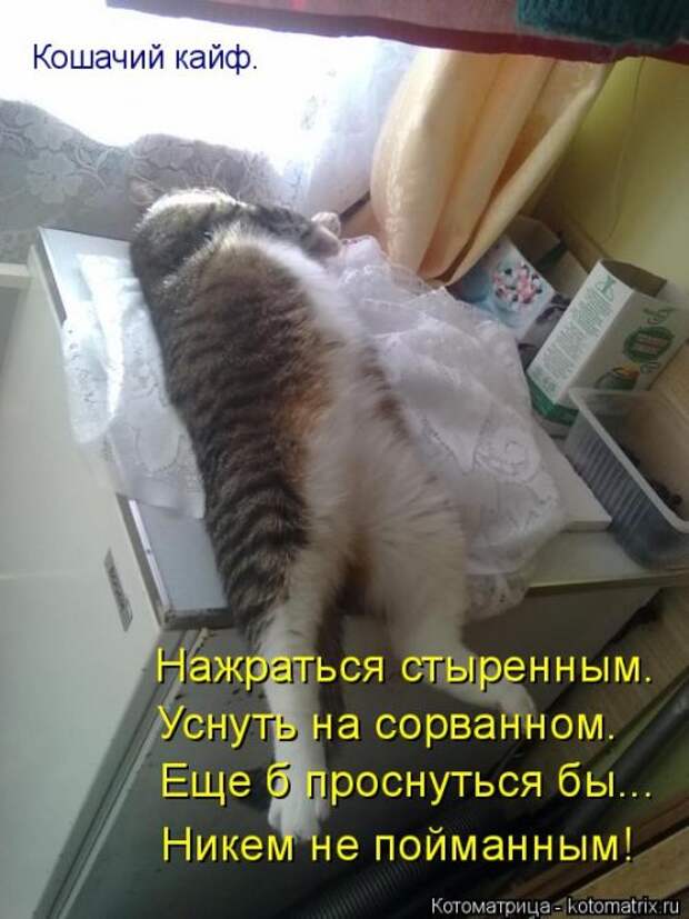 Новая котоматрица (44 шт)