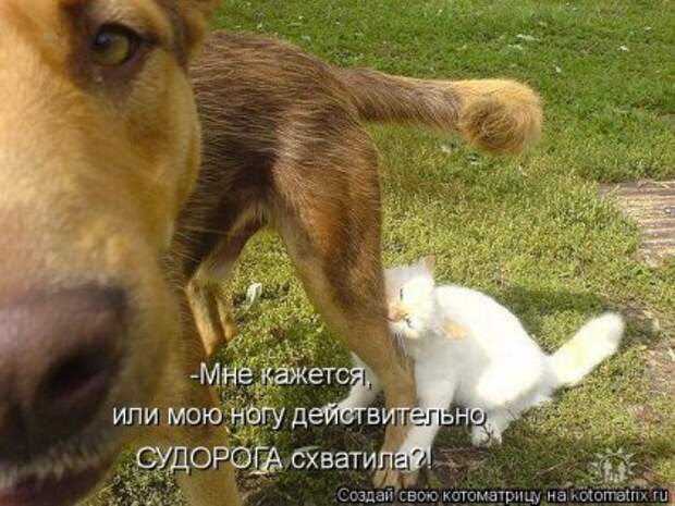 Лучшие котоматрицы недели (16 фото)