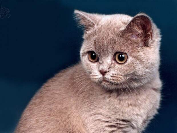 Коты,кошки,котята...