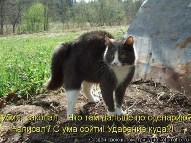 Котоматрицы (картинки с надписями)