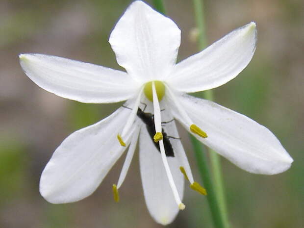 Anthericum