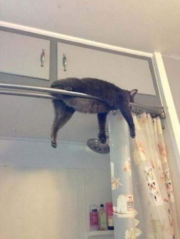 Коты, которых жизнь завела в тупик Коты, которых жизнь завела в тупик животные, коты