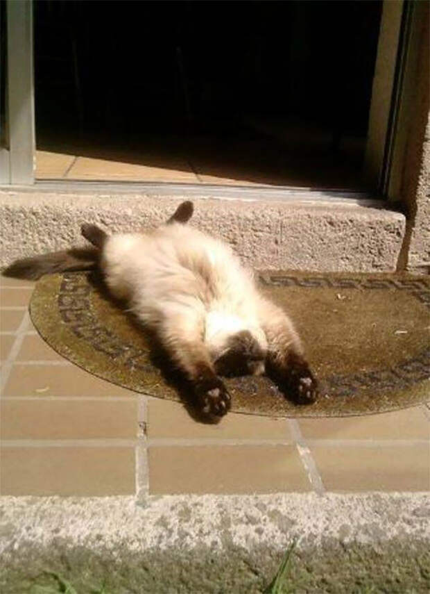 Да, это я, в кошачьем облике, так выгляжу по утрам! животные, котики, лучи, погреться, солнечные ванны, солнце, температура, тепло