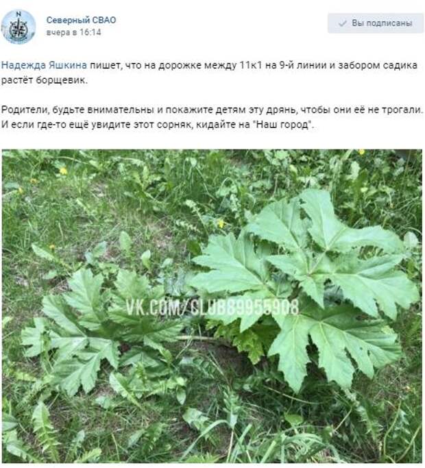 Коммунальщики уничтожат опасное растение на 9-й Северной линии