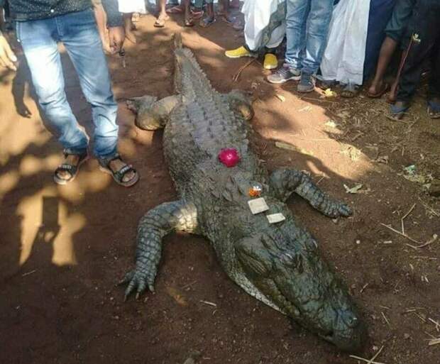 На похороны понимающего крокодила собралось более 500 человек ynews, индия, крокодил, любимец, похороны, почести
