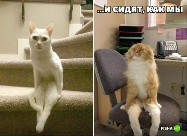 20 фотографий, доказывающих, что кошки медленно превращаются в людей кот, юмор