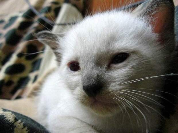 Интересные факты о сиамских кошках "симаки", животные, коты, факты