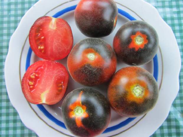 Пушистые сорта томатов для теплицы и открытого грунта