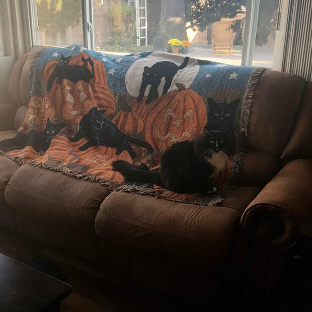 find-hidden-cat-camouflage-hide-and-seek-catouflage-111-5836a80eef7e2__605