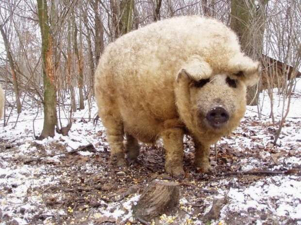 Мангалица – свинья в овечьей шкуре