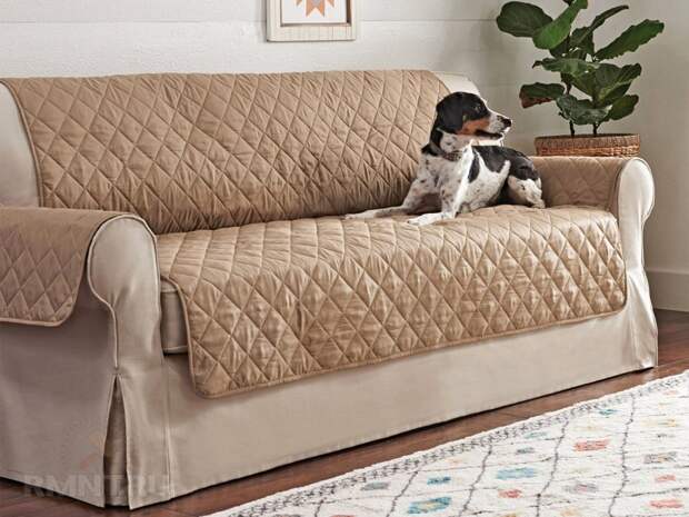 Собака на диване — выбор обивки  её защита